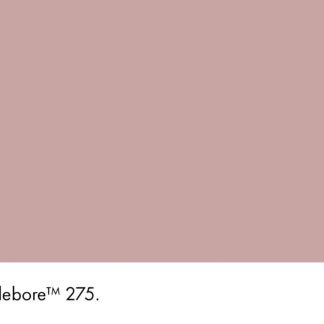 Hellebore 275